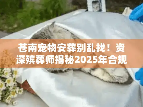 苍南宠物安葬别乱找！资深殡葬师揭秘2025年合规火化全流程