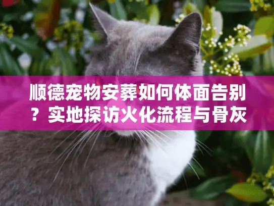 顺德宠物安葬如何体面告别？实地探访火化流程与骨灰处理方式