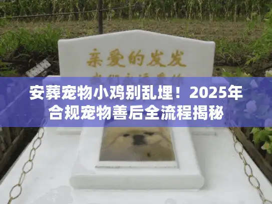 安葬宠物小鸡别乱埋！2025年合规宠物善后全流程揭秘