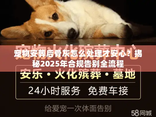宠物安葬后骨灰怎么处理才安心？揭秘2025年合规告别全流程