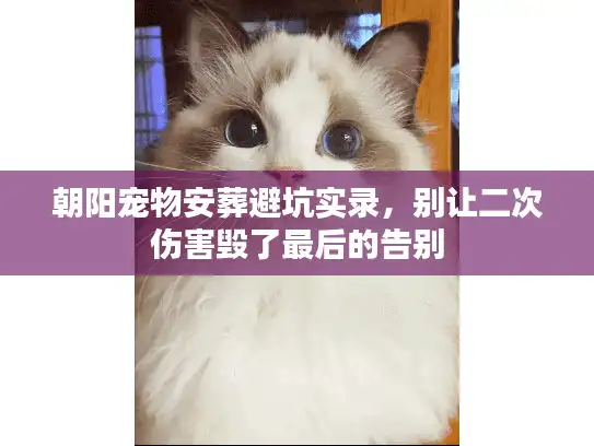朝阳宠物安葬避坑实录，别让二次伤害毁了最后的告别