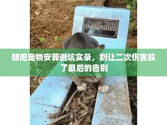 朝阳宠物安葬避坑实录，别让二次伤害毁了最后的告别
