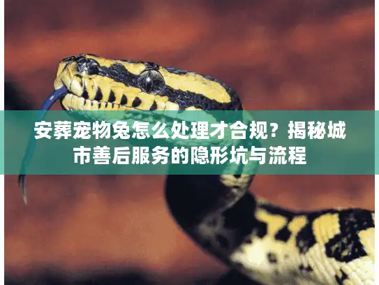 安葬宠物兔怎么处理才合规？揭秘城市善后服务的隐形坑与流程