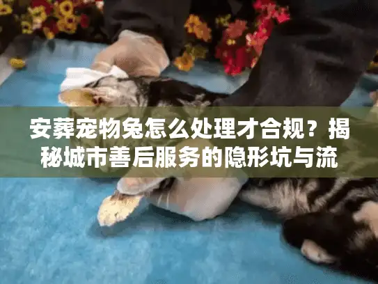 安葬宠物兔怎么处理才合规？揭秘城市善后服务的隐形坑与流程
