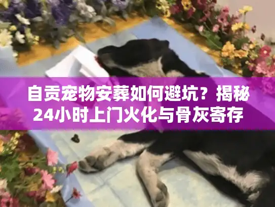 自贡宠物安葬如何避坑？揭秘24小时上门火化与骨灰寄存真相