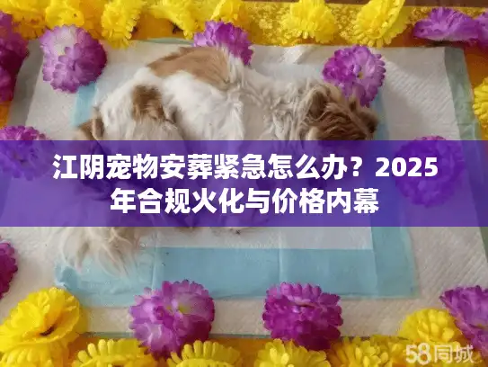 江阴宠物安葬紧急怎么办？2025年合规火化与价格内幕