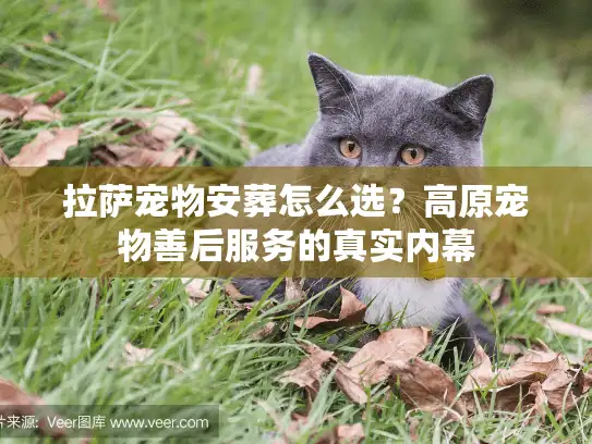 拉萨宠物安葬怎么选？高原宠物善后服务的真实内幕