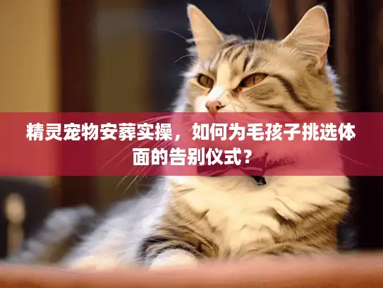 精灵宠物安葬实操，如何为毛孩子挑选体面的告别仪式？