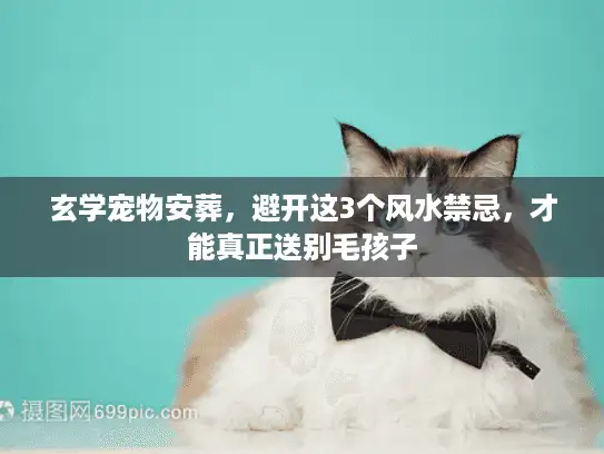 玄学宠物安葬，避开这3个风水禁忌，才能真正送别毛孩子