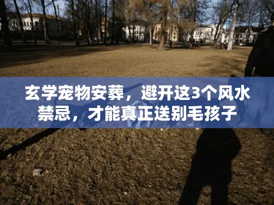 玄学宠物安葬，避开这3个风水禁忌，才能真正送别毛孩子