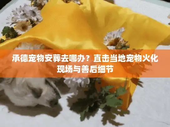 承德宠物安葬去哪办？直击当地宠物火化现场与善后细节