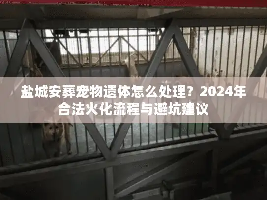 盐城安葬宠物遗体怎么处理？2024年合法火化流程与避坑建议