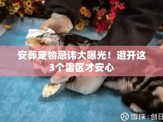 安葬宠物忌讳大曝光！避开这3个雷区才安心