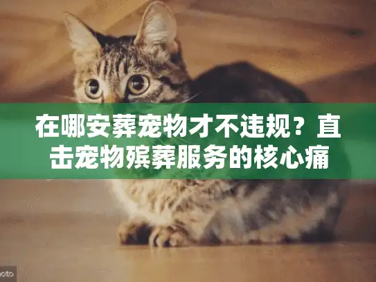 在哪安葬宠物才不违规？直击宠物殡葬服务的核心痛点与解决方案