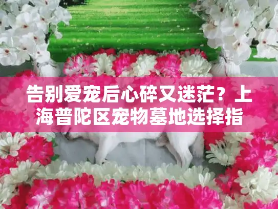 告别爱宠后心碎又迷茫？上海普陀区宠物墓地选择指南解析