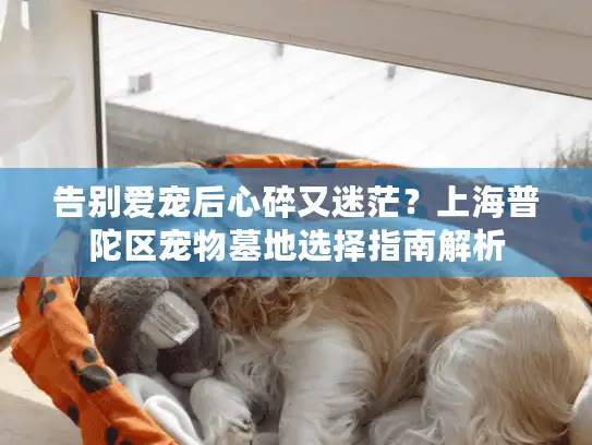 告别爱宠后心碎又迷茫？上海普陀区宠物墓地选择指南解析