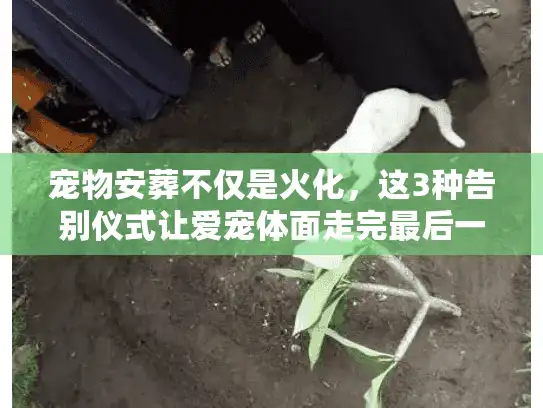 宠物安葬不仅是火化，这3种告别仪式让爱宠体面走完最后一程