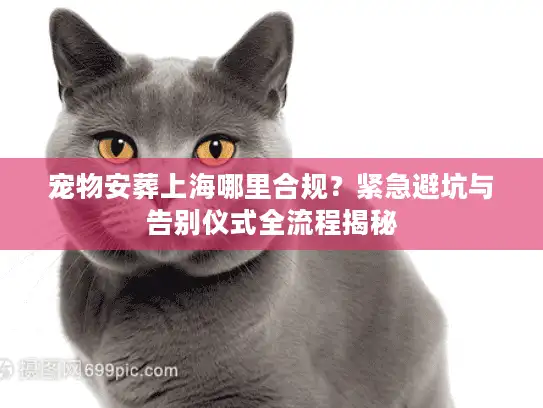 宠物安葬上海哪里合规？紧急避坑与告别仪式全流程揭秘