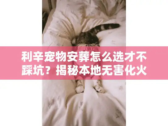 利辛宠物安葬怎么选才不踩坑？揭秘本地无害化火化与告别流程