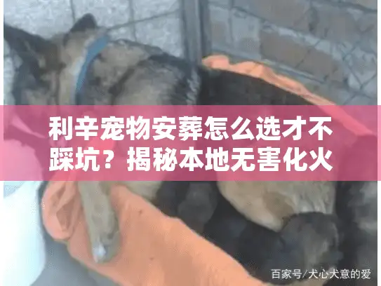 利辛宠物安葬怎么选才不踩坑？揭秘本地无害化火化与告别流程