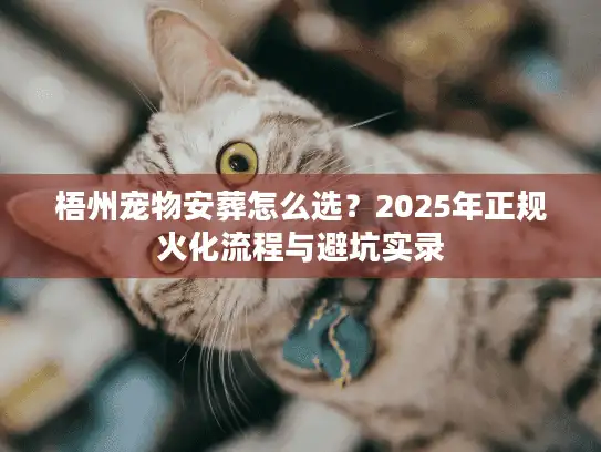 梧州宠物安葬怎么选？2025年正规火化流程与避坑实录