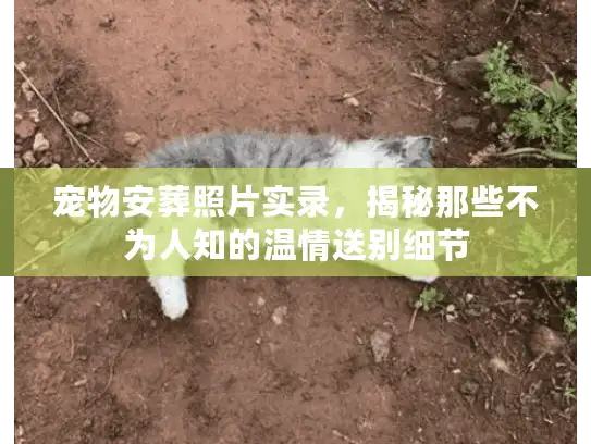 宠物安葬照片实录，揭秘那些不为人知的温情送别细节
