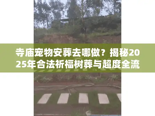 寺庙宠物安葬去哪做？揭秘2025年合法祈福树葬与超度全流程