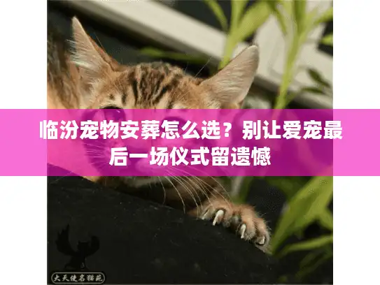 临汾宠物安葬怎么选？别让爱宠最后一场仪式留遗憾