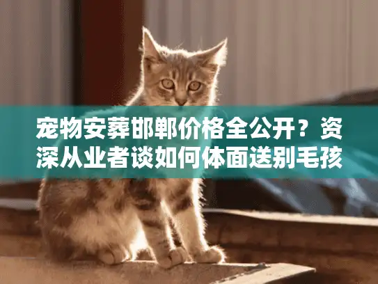 宠物安葬邯郸价格全公开？资深从业者谈如何体面送别毛孩子