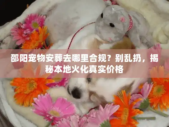 邵阳宠物安葬去哪里合规？别乱扔，揭秘本地火化真实价格