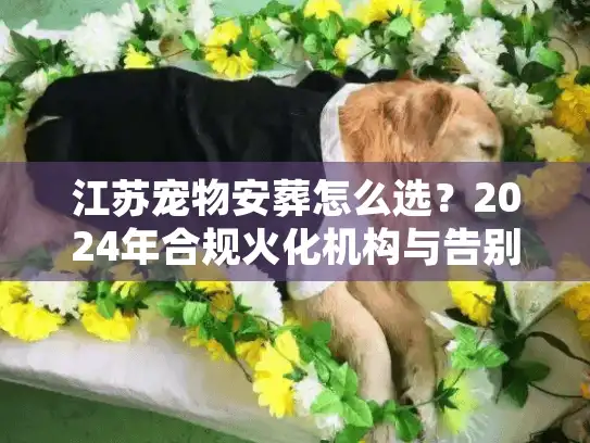 江苏宠物安葬怎么选？2024年合规火化机构与告别仪式实况
