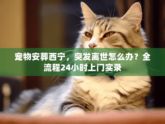 宠物安葬西宁，突发离世怎么办？全流程24小时上门实录