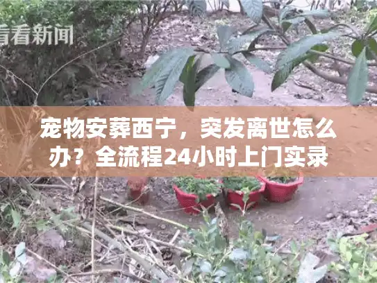 宠物安葬西宁，突发离世怎么办？全流程24小时上门实录