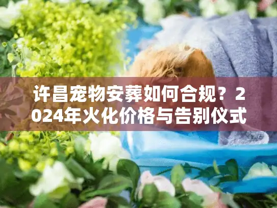 许昌宠物安葬如何合规？2024年火化价格与告别仪式全解析