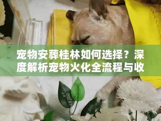 宠物安葬桂林如何选择？深度解析宠物火化全流程与收费标准