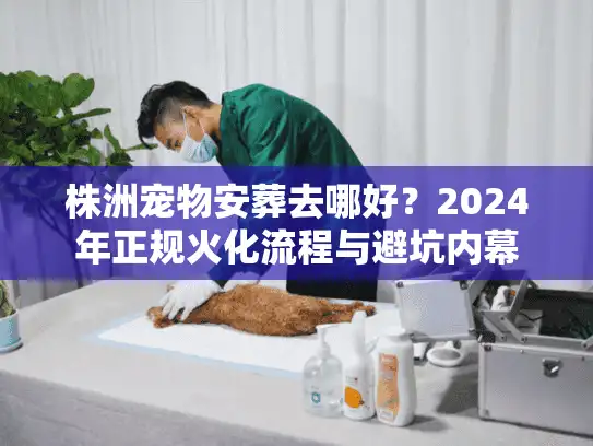 株洲宠物安葬去哪好？2024年正规火化流程与避坑内幕