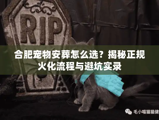 合肥宠物安葬怎么选？揭秘正规火化流程与避坑实录