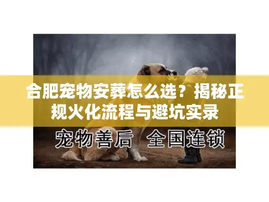 合肥宠物安葬怎么选？揭秘正规火化流程与避坑实录