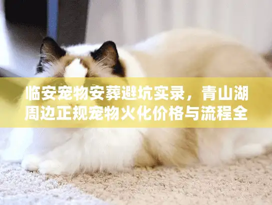 临安宠物安葬避坑实录，青山湖周边正规宠物火化价格与流程全揭秘