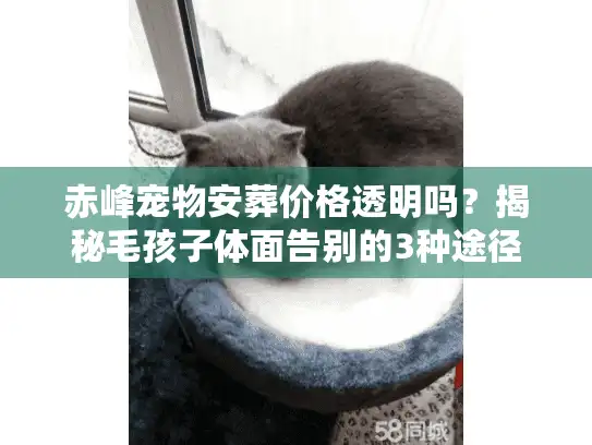 赤峰宠物安葬价格透明吗？揭秘毛孩子体面告别的3种途径