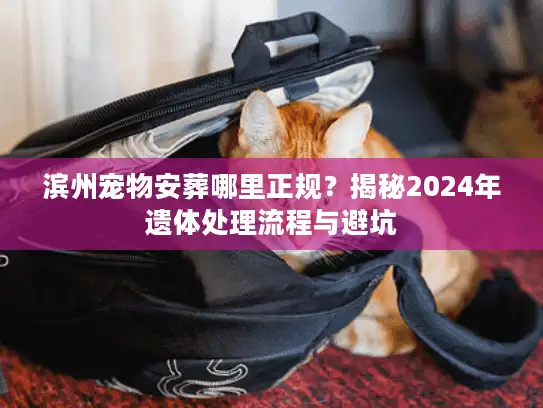 滨州宠物安葬哪里正规？揭秘2024年遗体处理流程与避坑