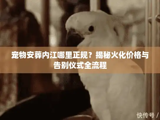 宠物安葬内江哪里正规？揭秘火化价格与告别仪式全流程