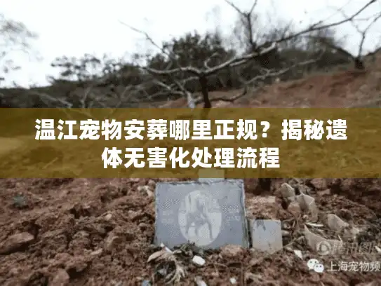 温江宠物安葬哪里正规？揭秘遗体无害化处理流程