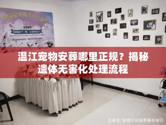温江宠物安葬哪里正规？揭秘遗体无害化处理流程