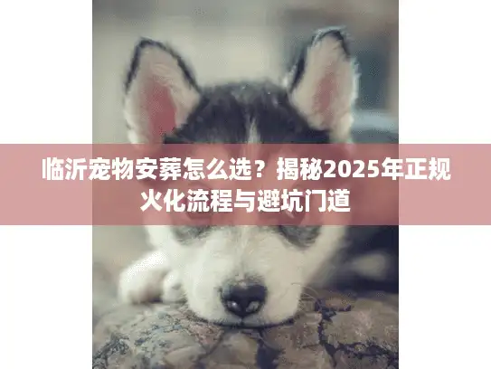 临沂宠物安葬怎么选？揭秘2025年正规火化流程与避坑门道