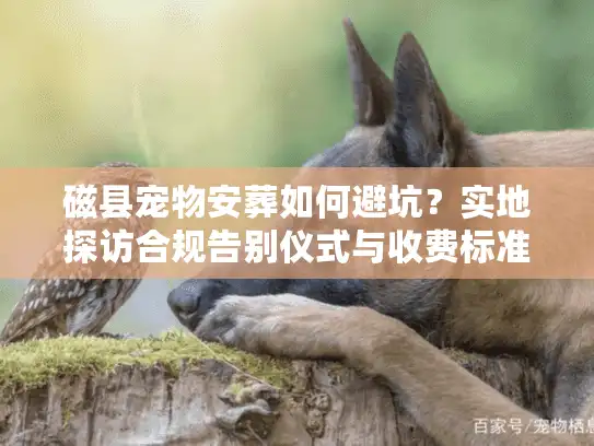 磁县宠物安葬如何避坑？实地探访合规告别仪式与收费标准
