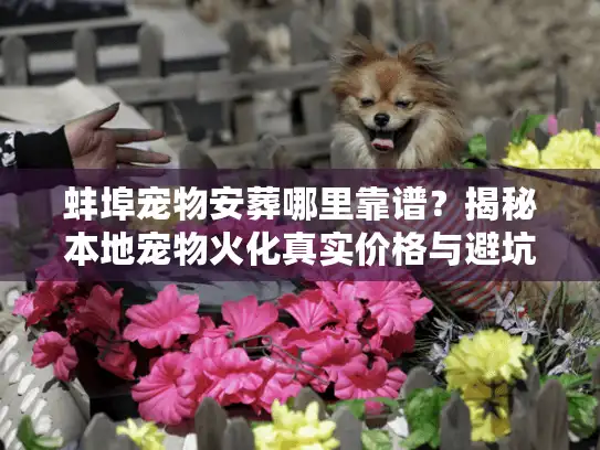 蚌埠宠物安葬哪里靠谱？揭秘本地宠物火化真实价格与避坑细节