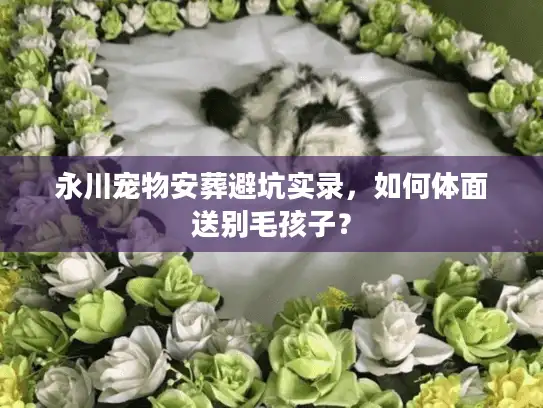 永川宠物安葬避坑实录，如何体面送别毛孩子？