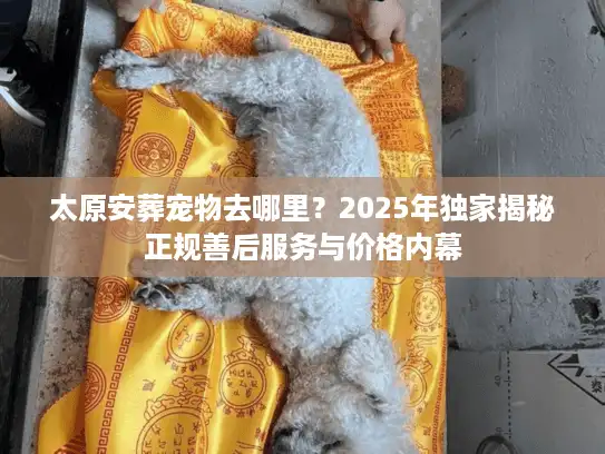 太原安葬宠物去哪里？2025年独家揭秘正规善后服务与价格内幕