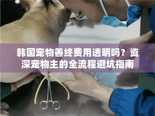 韩国宠物善终费用透明吗？资深宠物主的全流程避坑指南
